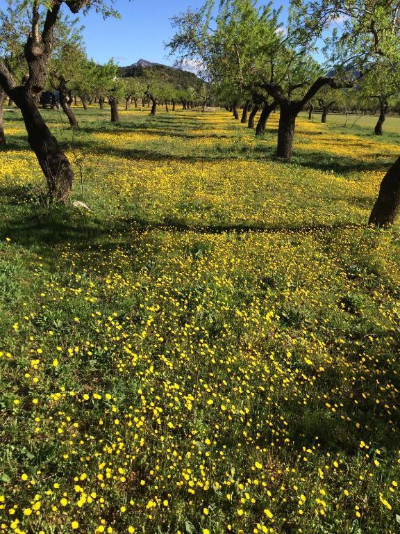 Alen D'Aragon Pensionat Santa Eulalia de Gállego Exteriör bild